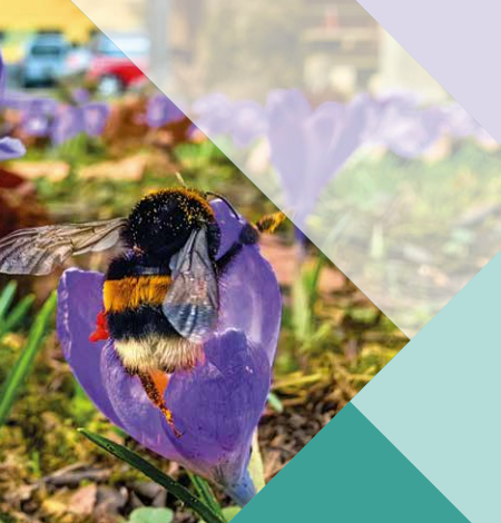 Kako se podati na pot do trajnostne šole?